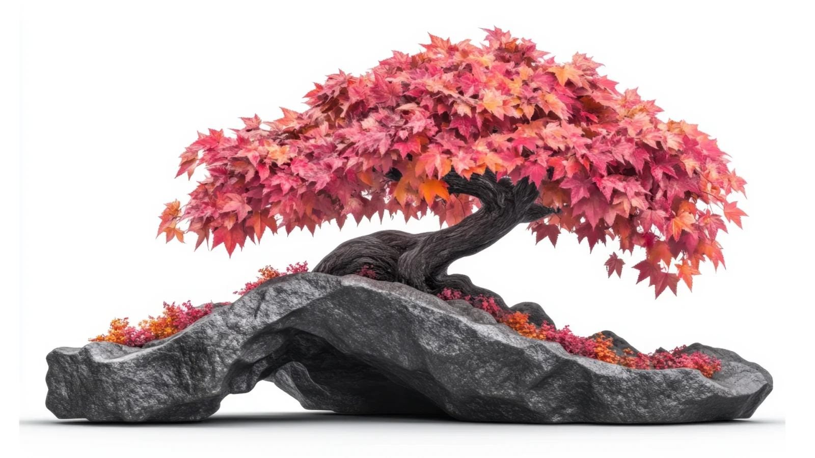 Maple bonsai on stone